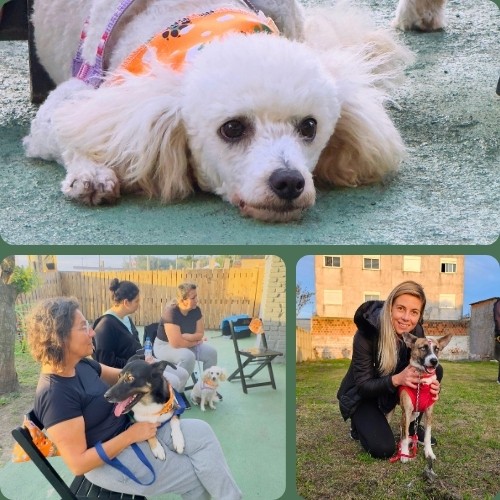 Consulta comportamental