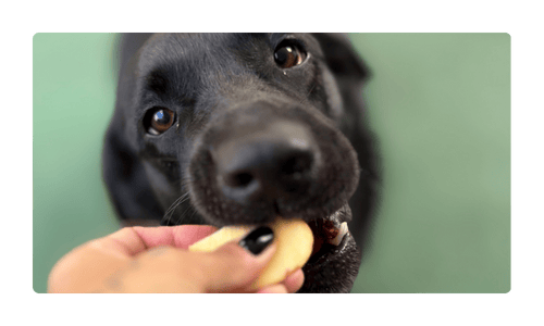 Consulta comportamental